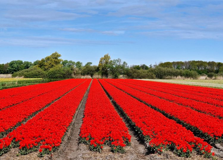 Dagtocht bollenvelden -f Neopuls Reizen