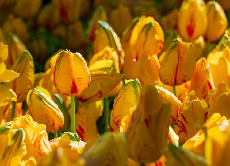 Tulip mania Keukenhof 2024