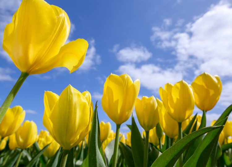 Dagtocht bollenvelden Lisse
